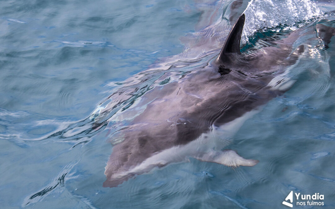 3 LUGARES INCREIBLES PARA NADAR CON DELFINES